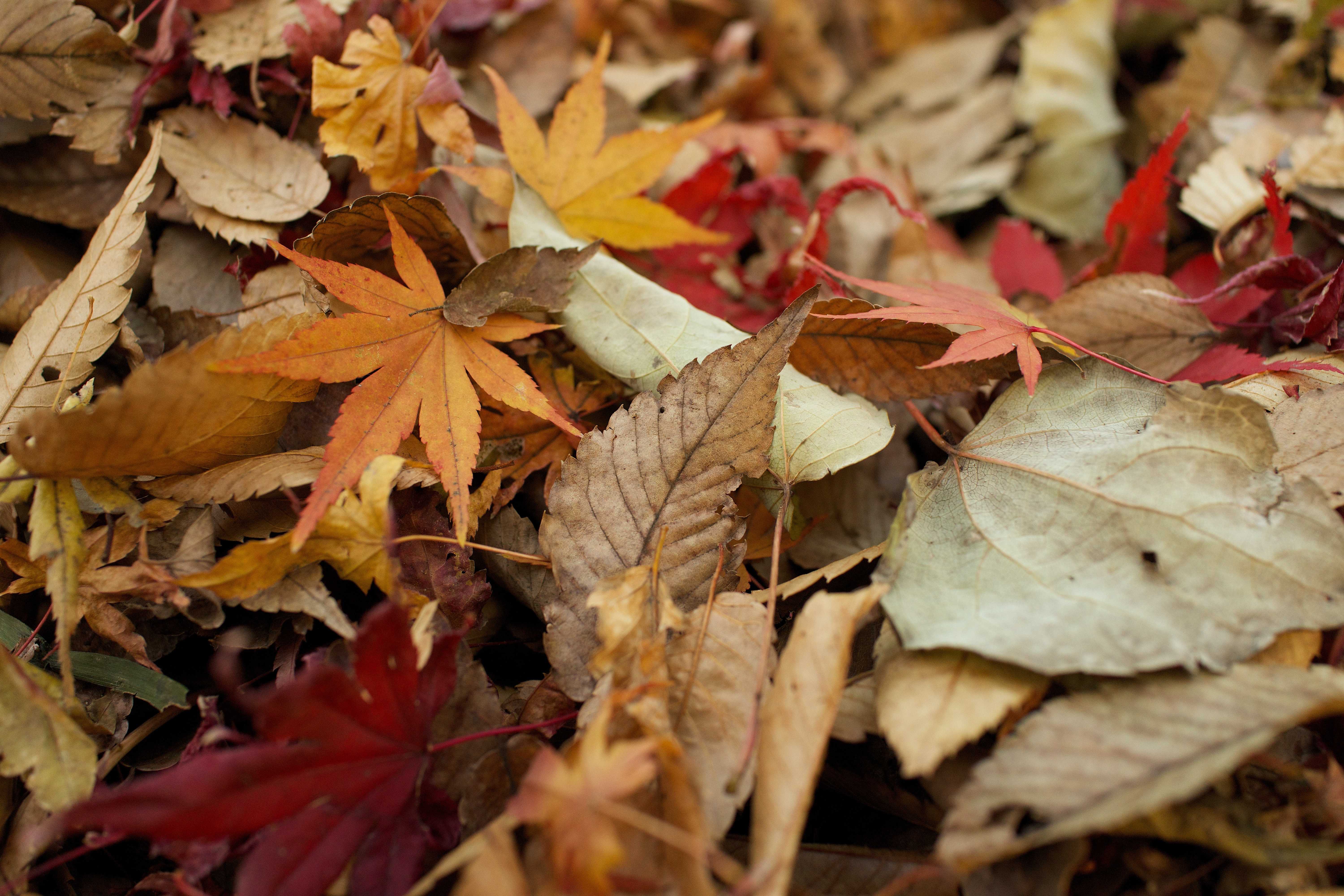 Landscape Trends: Seasonal Color Guide - Fall / Winter