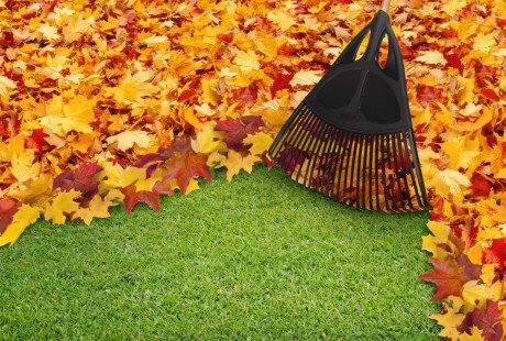 Fall Maintenance Tips - Rake the Leaves