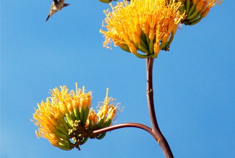 agave flower