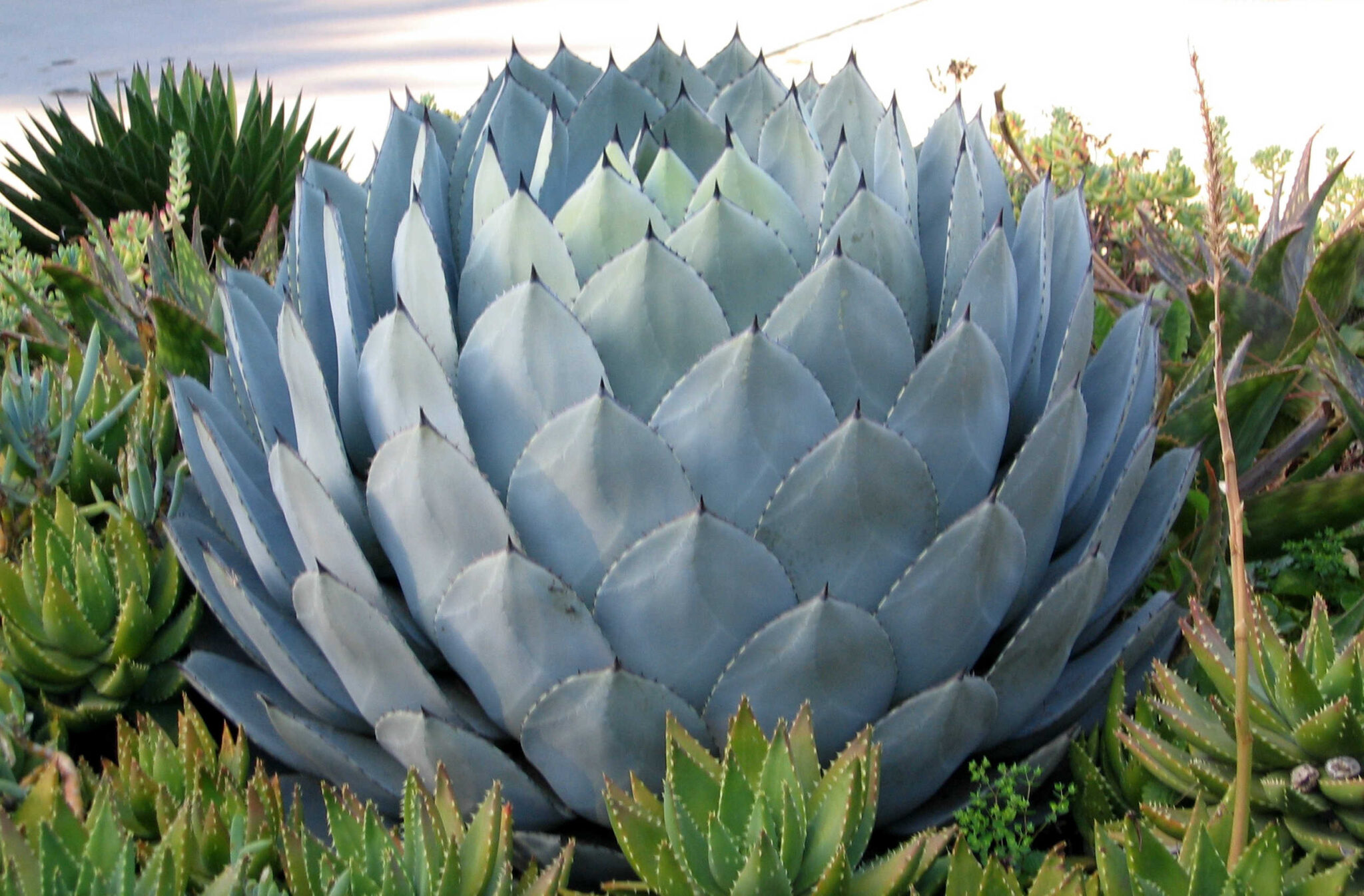 Agave Perryi Matthew Murrey Design