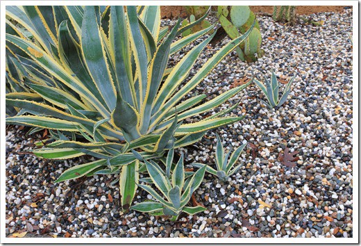 Trending Topic: The Agave