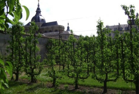 My favorite of the Versailles Gardens is the “Potager du Roi” or the “Kitchen Garden of the King.” The espaliered pear trees featured in this garden are just spectacular.