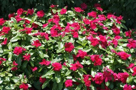 Cora Vinca Burgundy