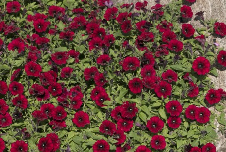 Supertunia Black Cherry