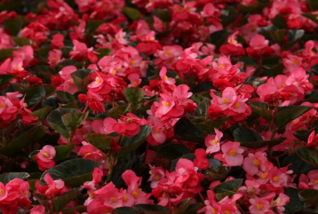 Surefire Rose Begonia