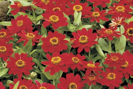 Zinnia Profusion Cherry