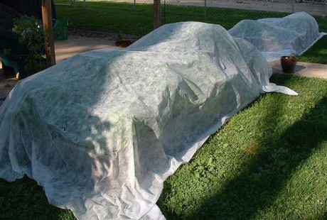 Cover more tender plants such as annuals, perennials and vines with frost cloth as necessary to protect from harsh freezes.