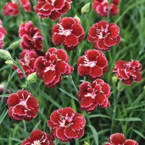 Dianthus Black Cherry Wild