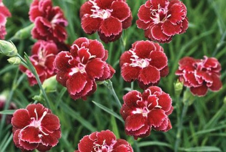 Dianthus Black Cherry Wild