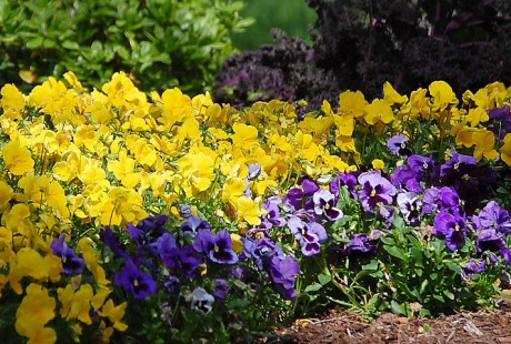 Continue planting winter annuals such as pansies, dianthus, snap dragons and chard. (For best results plant these on warmer days).