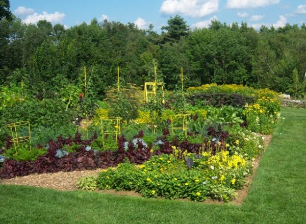 I recommend finding something you love and working to achieve the same effect. This is one of my favorite edible gardens in Boylston, MA. - this photo does not do it justice - Photos help to inspire you in designing your beautiful harvest!
