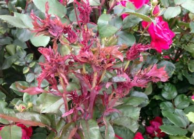 Rose Rosette Disease: What you need to know…