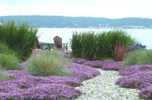 Thymus Serphyllum - Red Mother of Thyme