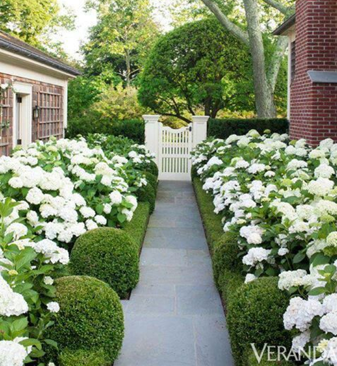 Boxwoods used in traditional landscape with white flowers and white picket fence gate