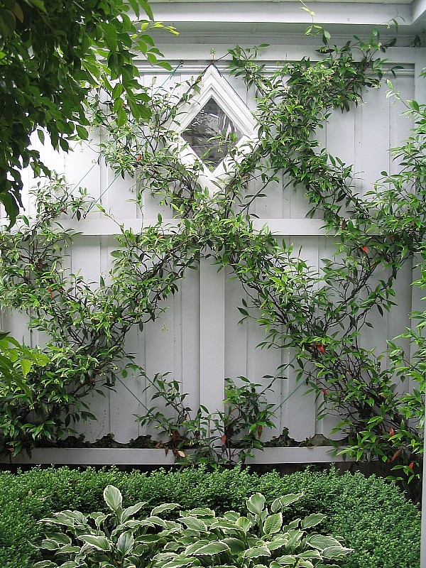 Classic espalier vine on fence