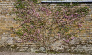 Informal Fan Espalier