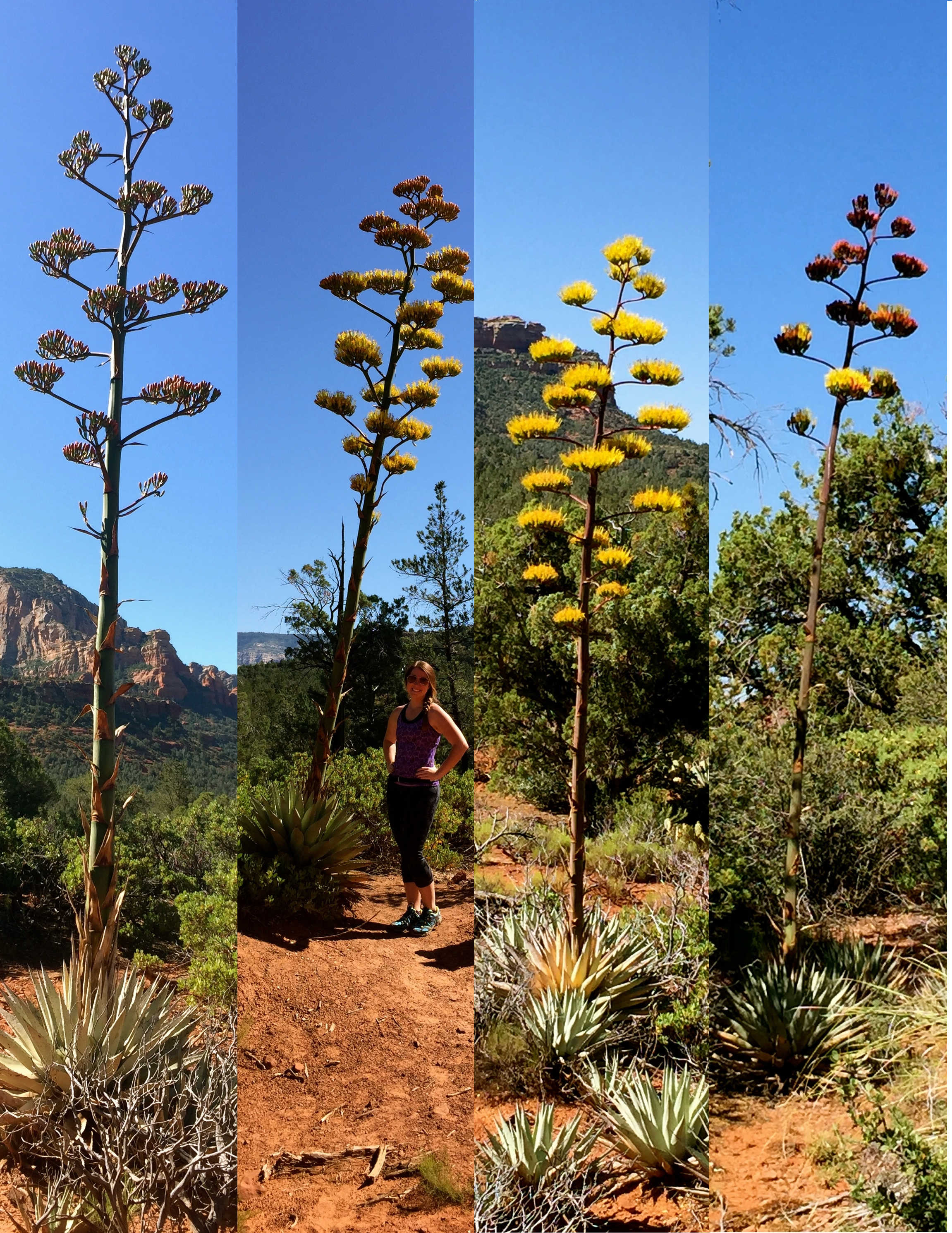 Water-wise style, Dallas Texas, Agave