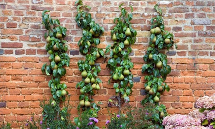 Pear Trees trained in Vertical Cordon Espalier