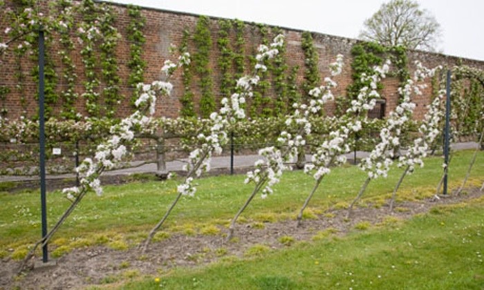 Espalier Apple Tree