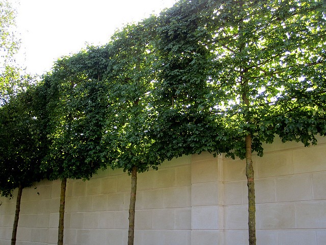 Privacy Screening - Pleached Trees and Limestone Wall