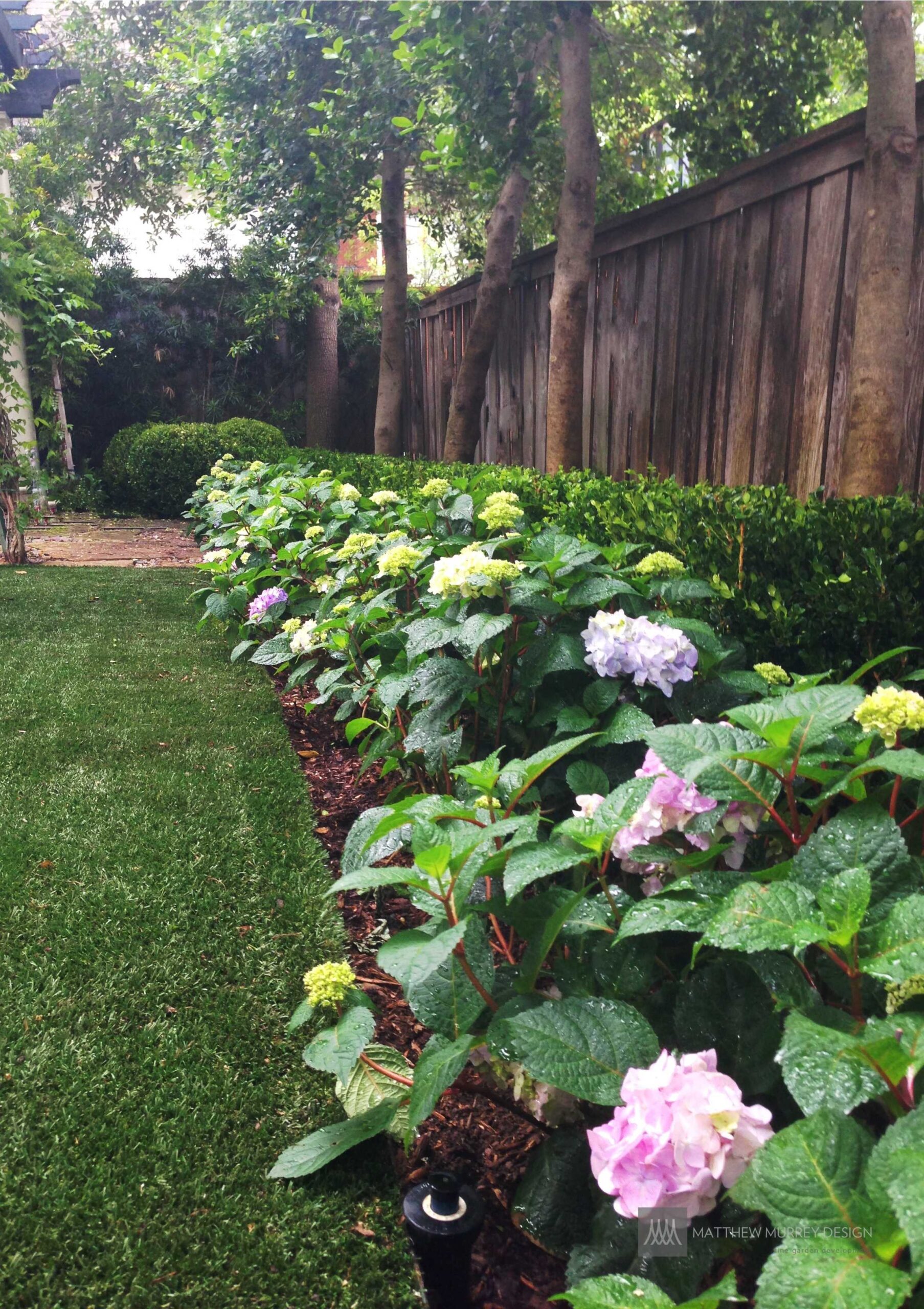 Shade Plant - Hydrangea