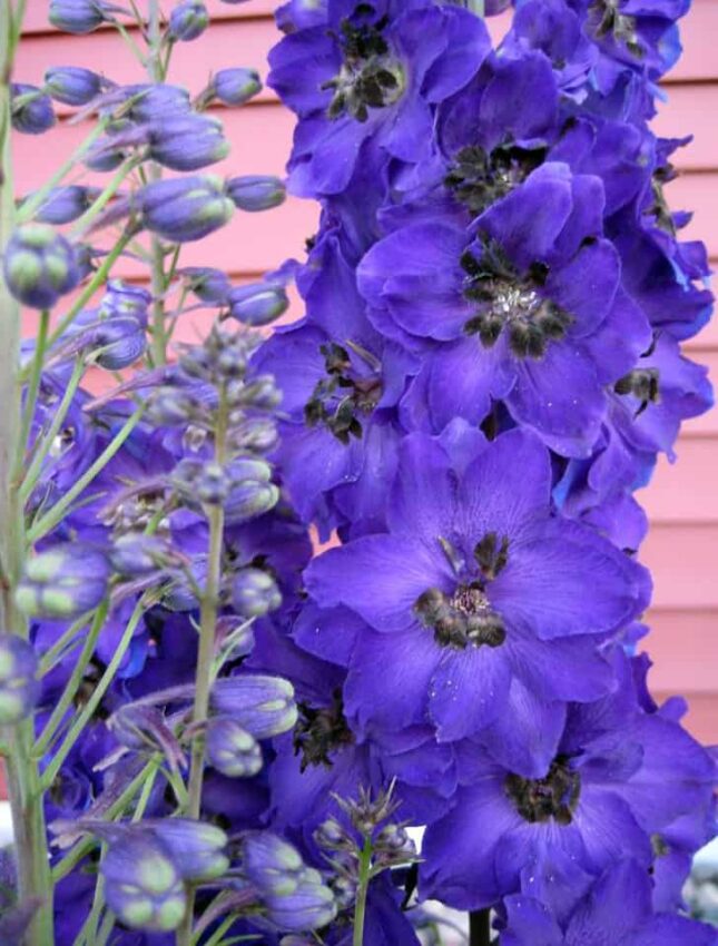 Pantone Color of the Year 2018 Ultra Violet Vibrates in the Landscape