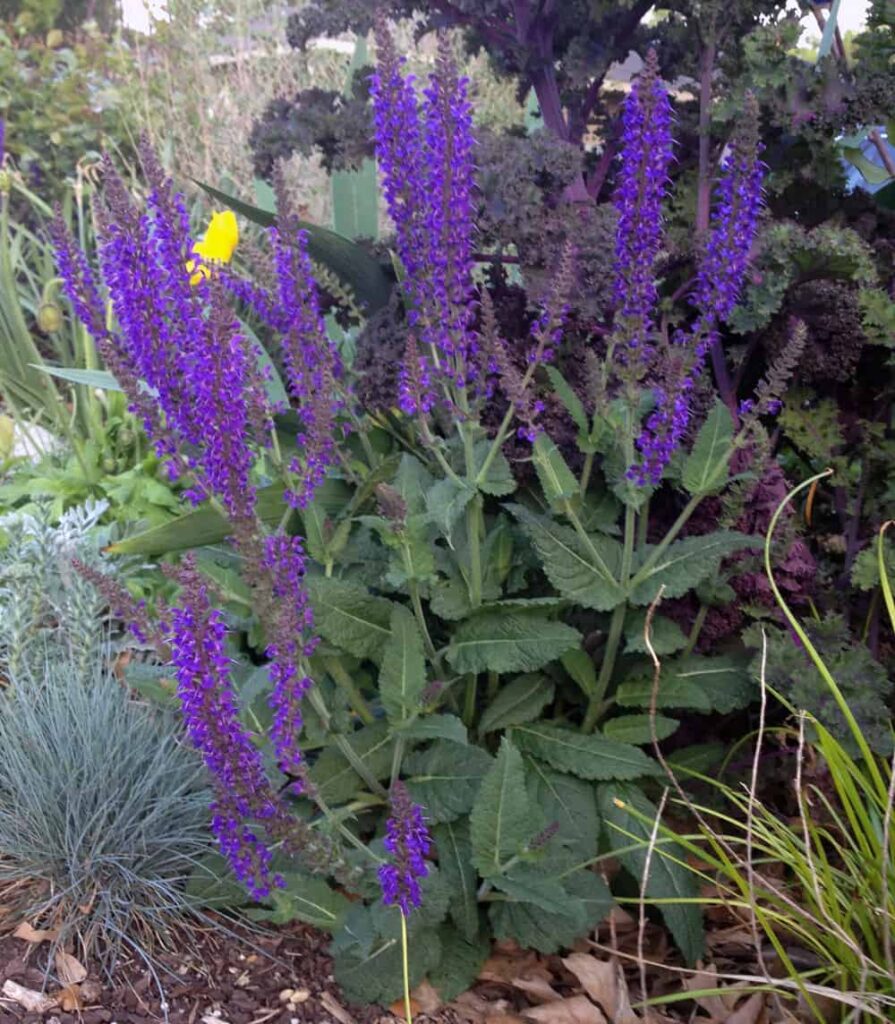 salvia ultra violet pantone color of the year