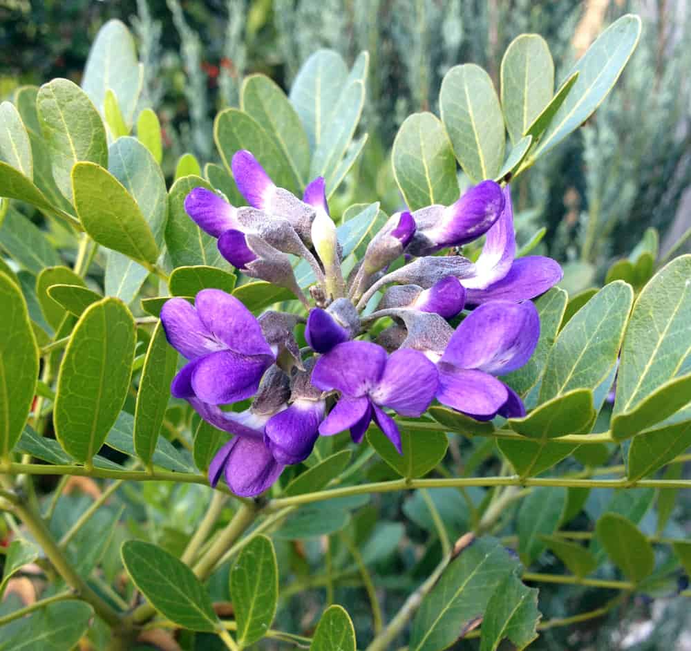 texas mountain laurel ultra violet blooms